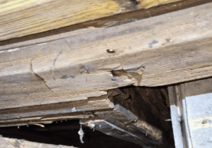 Broken beam on pier and beam foundation